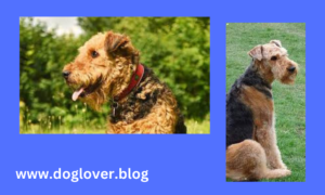 Let's get to know the Airedale terrier dog breed.