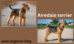 Airedale terrier dog