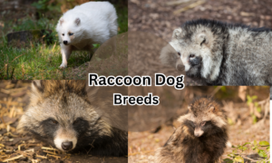 raccoon dogs