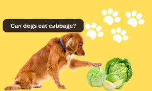 Can dogs eat cabbage?