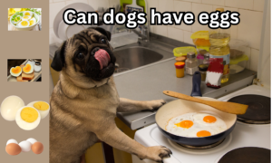 Can Dogs Have Eggs?