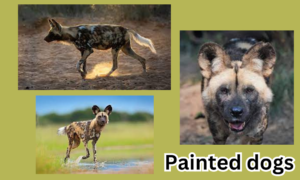 painted dog