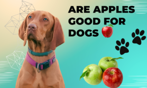 are apples good for dogs