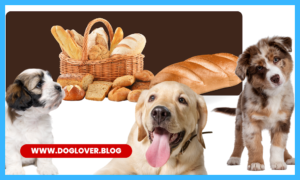 dogs - can dogs eat bread