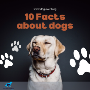 Facts about dogs