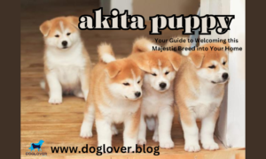 akita puppy